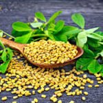 Fenugreek