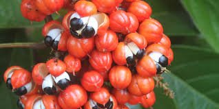 Guarana Seed Extract