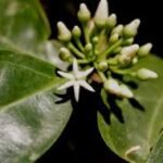 Muira Puama & Ginger