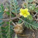 Tribulus Terrestris