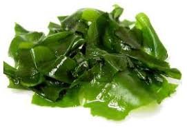 Wakame Extract